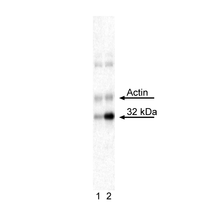 S6_pS244_BLOT.png